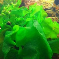 Sea Lettuce (Ulva sp) human nutrition flakes 25kg
